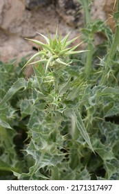 Green And Silver Leaves Of Blessed Milkthistle (Silybum Marianum)