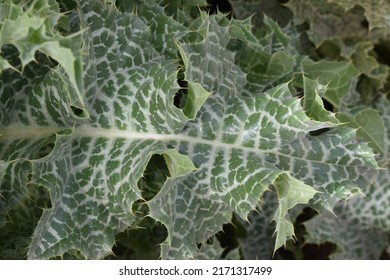 Green And Silver Leaves Of Blessed Milkthistle (Silybum Marianum)