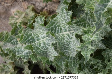 Green And Silver Leaves Of Blessed Milkthistle (Silybum Marianum)