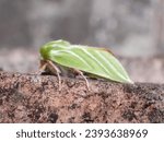 Green Silver-lines moth (Pseudoips prasinana)