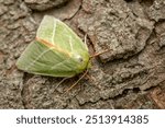 Green Silver-lines moth - Pseudoips prasinana, beautiful small green moth from Palearctic forests and woodlands, Zlin, Czech Republic.