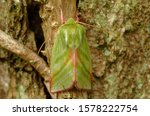 The Green Silver-lines (Pseudoips prasinana) is a moth belonging to the family Nolidae, common in wooded regions.
