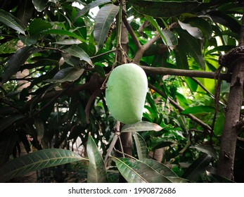 Green Single Mango On Tree, Asian Monsoon Food 