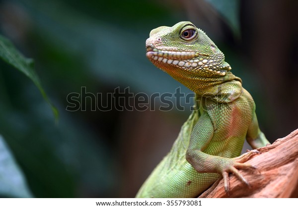 Green skin\
lizard looking (Chinese water\
dragon)
