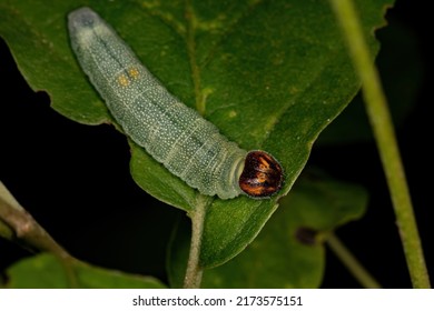 Green Skipper Caterpillar Of The Family Hesperiidae