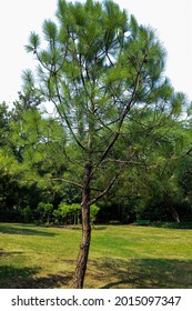 Green Slash Pine Tree In A Garden