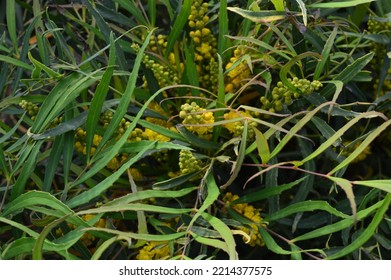 Green Slender And Long Leaf Mimosa Plant