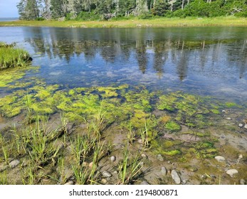 Green Sludge At The Edge Of A Shoreline Along The Water.