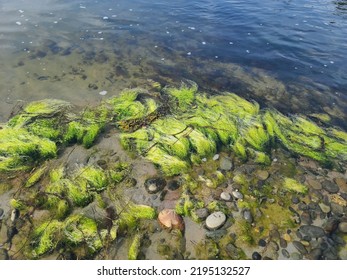 Green Sludge At The Edge Of A Shoreline Along The Water.