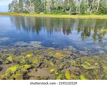 Green Sludge At The Edge Of A Shoreline Along The Water.