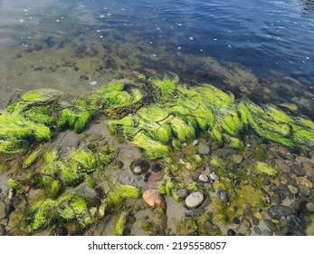 Green Sludge At The Edge Of A Shoreline Along The Water.