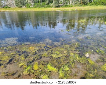 Green Sludge At The Edge Of A Shoreline Along The Water.