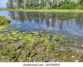 Green Sludge At The Edge Of A Shoreline Along The Water.