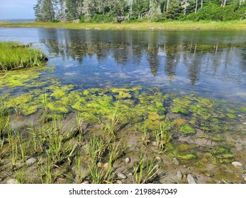 Green Sludge At The Edge Of A Shoreline Along The Water.