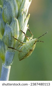 green small bug close-up sitting on a spikelet on a green background