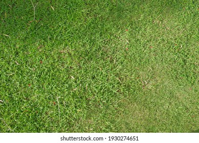 green small grass pattern at the sunny day