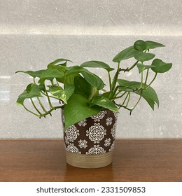 Green and small plants on a patterned pots inside library