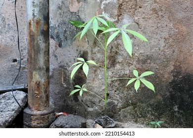 A Green Small Tree Grew Out Of The Wall Of An Old House Next To A Sewer Pipe