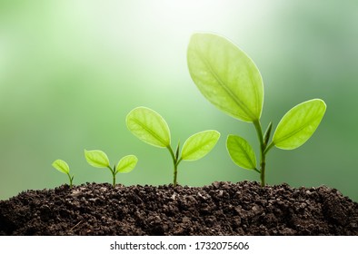 Green small tree showing development in sunlight in nature, green nature background, abstract concept