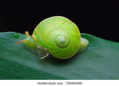 Kinabalu Endemic Green Snail Stock Photo (Edit Now) 538239607