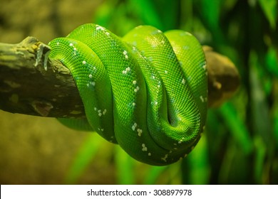 green snake