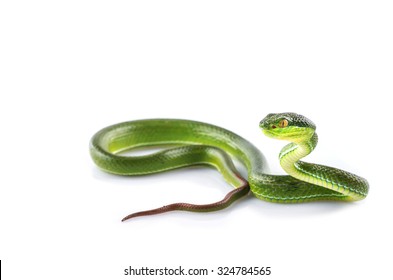 Green Snake