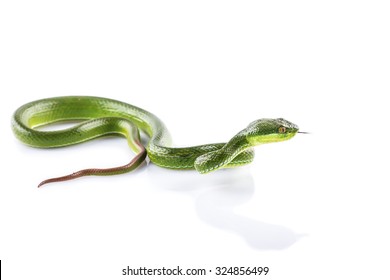 Green Snake