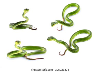 Green snake - Powered by Shutterstock