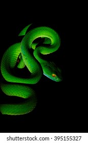 Green Snake