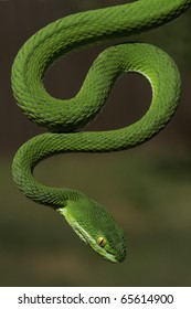 Green Snake