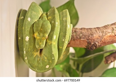 Green snake
