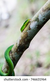 Green Garden Snake Images Stock Photos Vectors Shutterstock