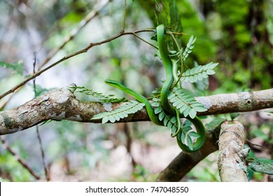 Green Garden Snake Images Stock Photos Vectors Shutterstock