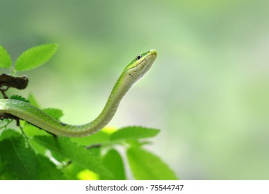 Green Snake