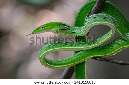 Green snake or Ahaetulla prasina is coiled around a tree