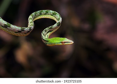 green snake, asian vine-snake, ahaetulla nasuta