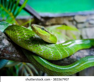 Green Snake In The Cage