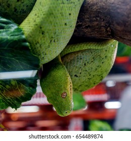 green snake coiled