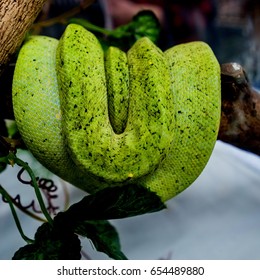 green snake coiled
