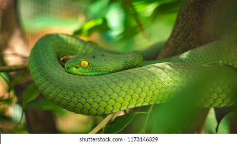 Emerald Snake Images Stock Photos Vectors Shutterstock