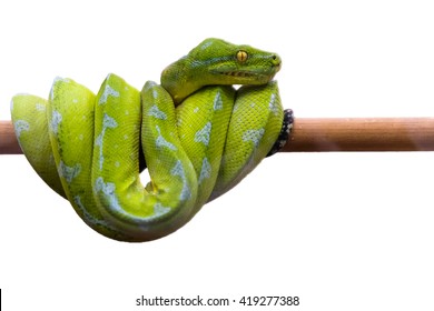 Green Snake Curled Up On A Branch, Isolated On A White Background