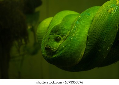 Green snake hanging - Shutterstock ID 1093353596