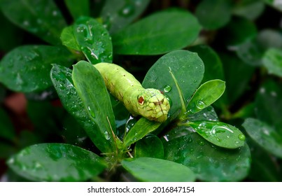 Green Snake Head Caterpillar With Wet Leaves In Outdoor Lighting.