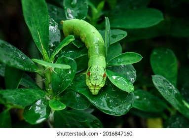 Green Snake Head Caterpillar With Wet Leaves In Outdoor Lighting.