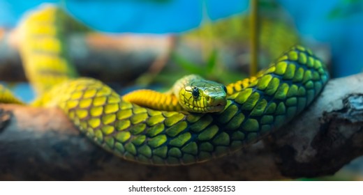 Green snake head close up with background blur - Powered by Shutterstock