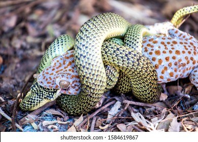 713 Snake eating lizard Images, Stock Photos & Vectors | Shutterstock