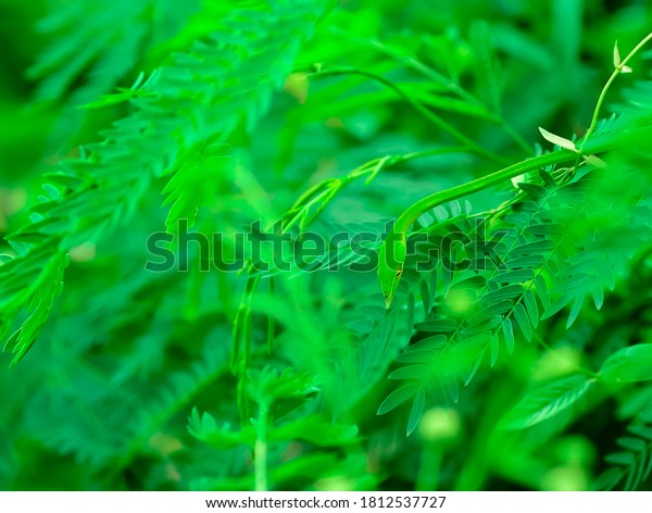 Green snake natural\
camouflage in jungle