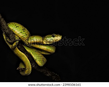 green snake on a black  
 snake, green, reptile, animal, nature, tree, wildlife, scales, python, wild, viper, poisonous, eye, mamba, zoo, danger, poison, serpent, head, dangerous, closeup