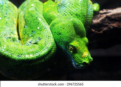 Green Snake On The Branch