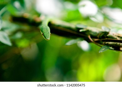 Green Snake On The Tree